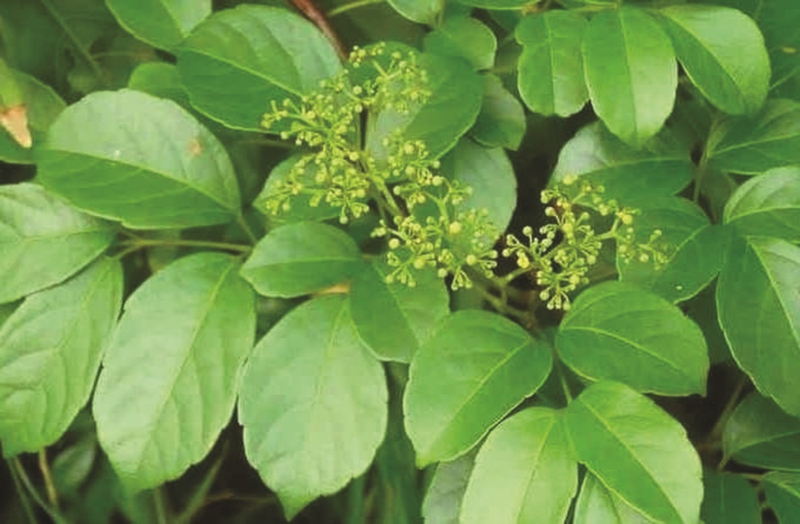 Giải đáp: Viêm loét dạ dày có uống được sâm không? 4