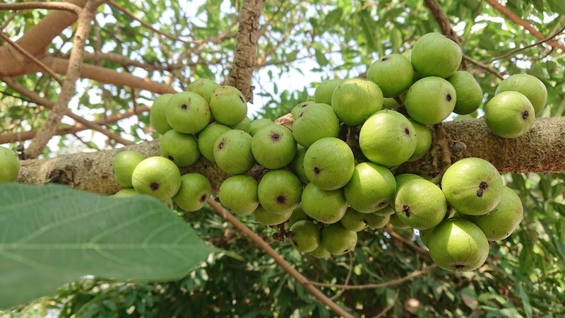 Với quả sung ta, mọi người nên ăn không quá 5 quả mỗi ngày