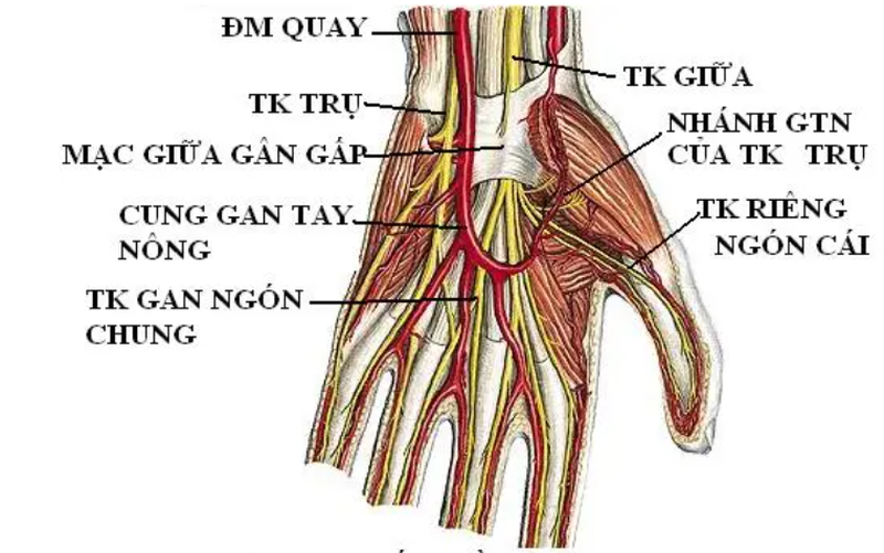 Giải phẫu bàn tay và chức năng của chức năng của từng bộ phận 1