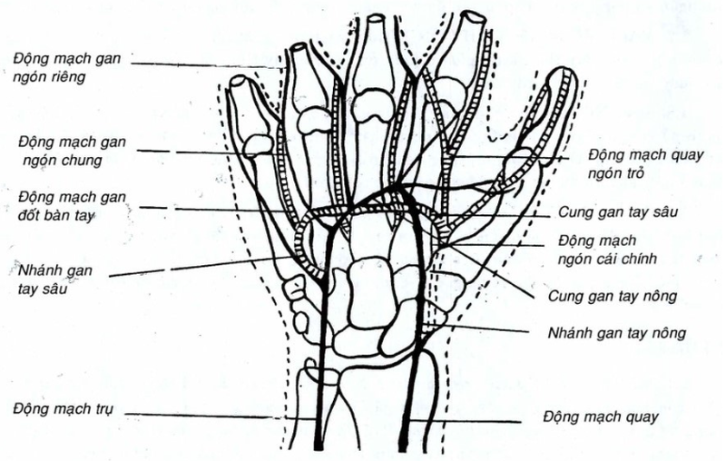 Giải phẫu bàn tay và chức năng của chức năng của từng bộ phận 2