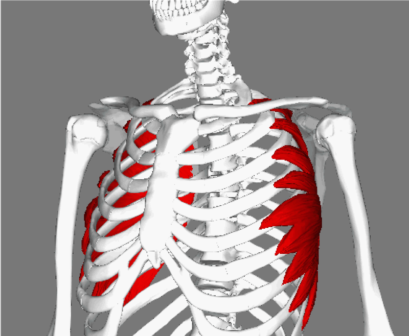 Giải phẫu cấu tạo và chức năng cơ răng trước3