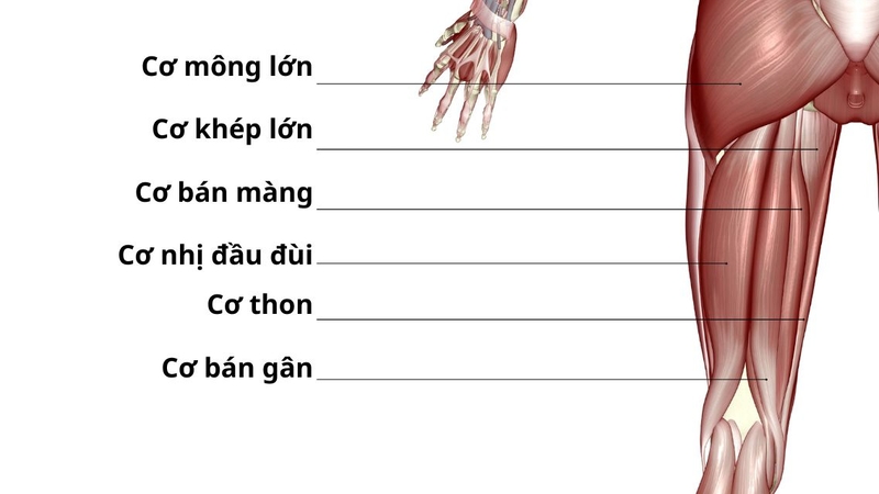 Giải phẫu cơ đùi: Cấu trúc, chức năng và vai trò trong vận động 4