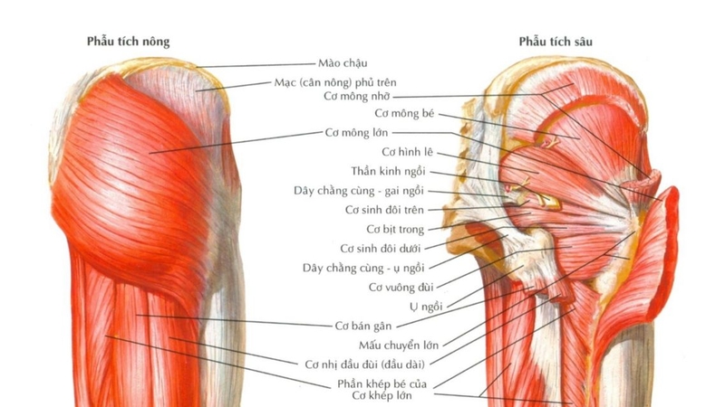 Giải phẫu cơ đùi: Cấu trúc, chức năng và vai trò trong vận động 1