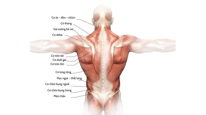 Cơ lưng có vai trò quan trọng trong hỗ trợ vận động toàn thân