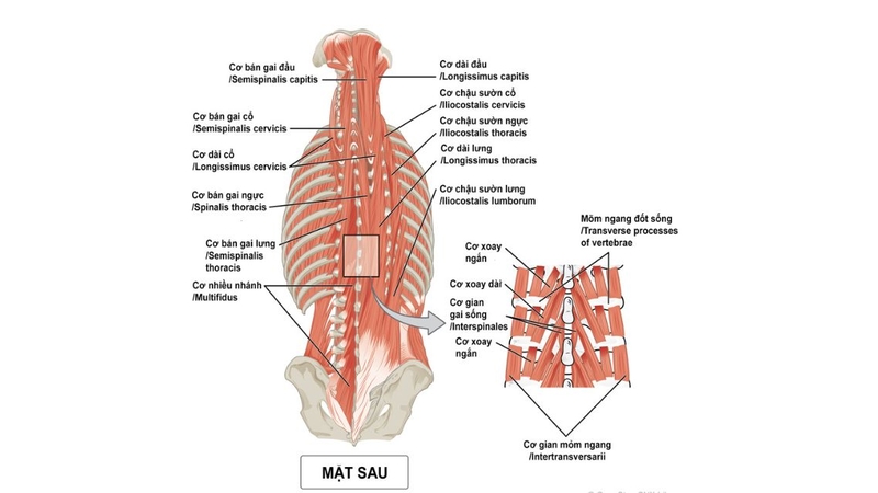 Giải phẫu cơ lưng khá phức tạp với nhiều nhóm cơ ở các lớp khác nhau