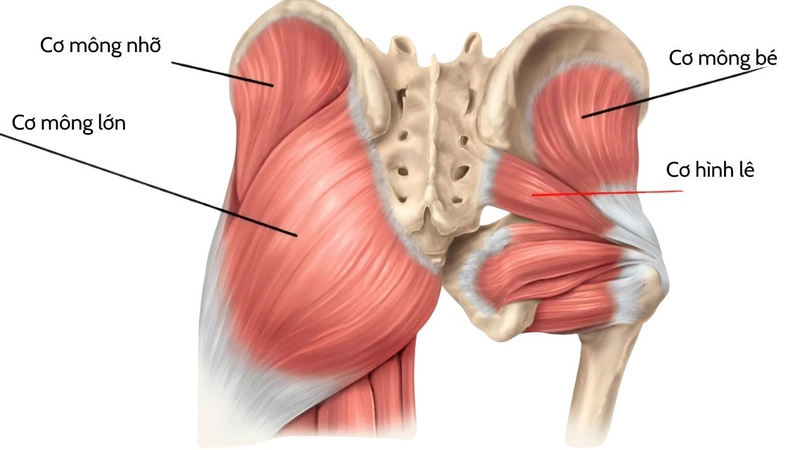 Giải phẫu cơ mông: Cấu trúc, chức năng và vai trò trong vận động 4