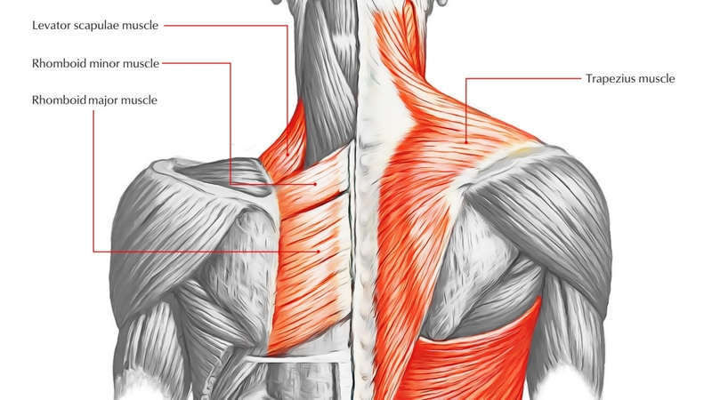 Giải phẫu cơ thang: Cấu trúc, chức năng và cách chăm sóc hiệu quả 2