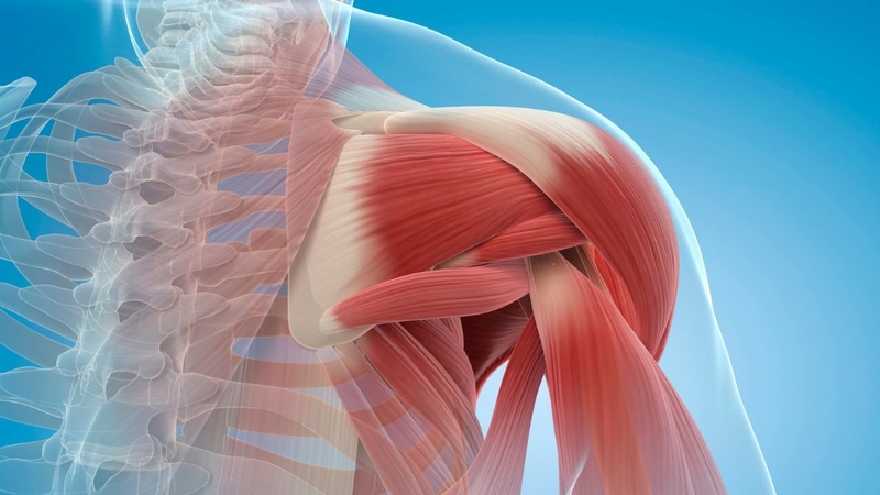 Giải phẫu cơ vai: Cấu tạo, chức năng và những điều cần biết 4