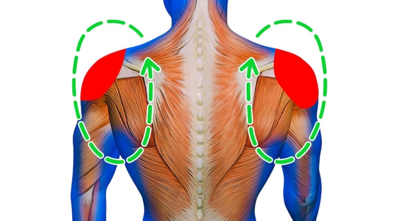 Giải phẫu cơ vai: Cấu tạo, chức năng và những điều cần biết 1