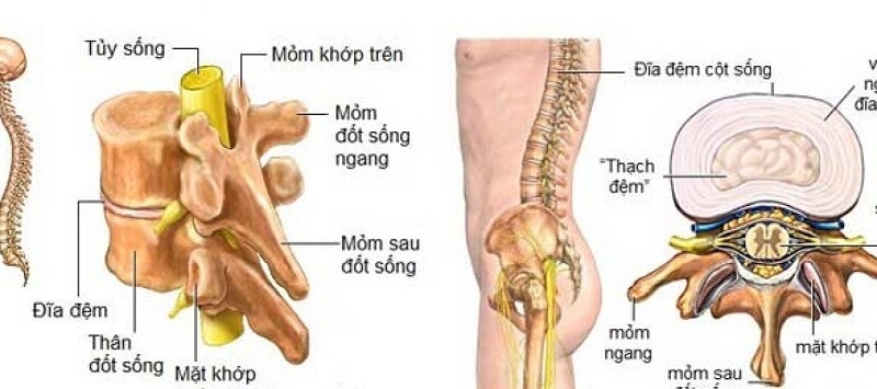 Giải phẫu cột sống và một số bệnh lý thường gặp ở đốt sống 1