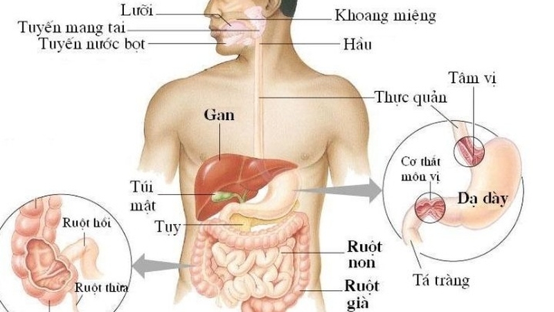 Tổng quan về giải phẫu dạ dày, vị trí các bộ phận cấu thành nên dạ dày 1