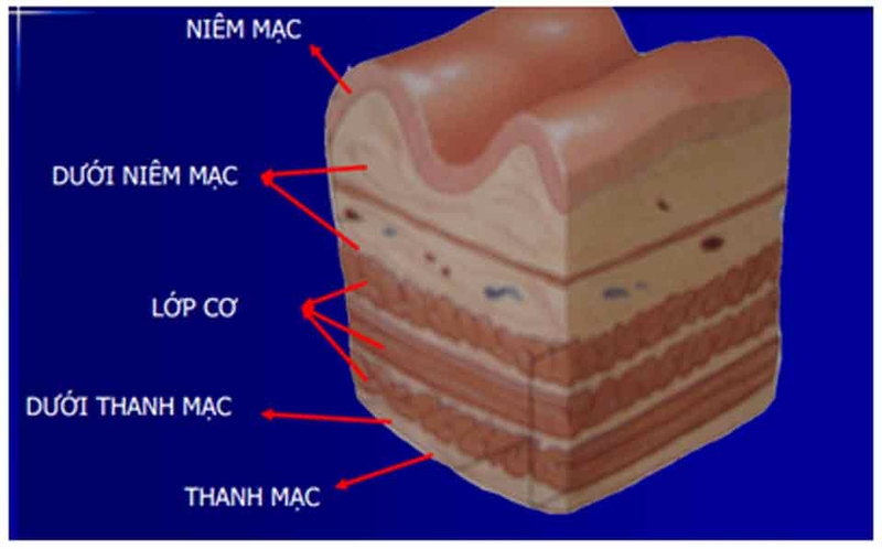 Tổng quan về giải phẫu dạ dày, vị trí các bộ phận cấu thành nên dạ dày 3