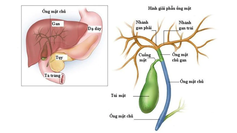 Giải phẫu đường mật và các bệnh lý liên quan 1