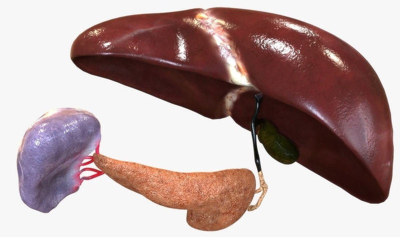 Giải phẫu đường mật và các bệnh lý liên quan đến đường mật 2