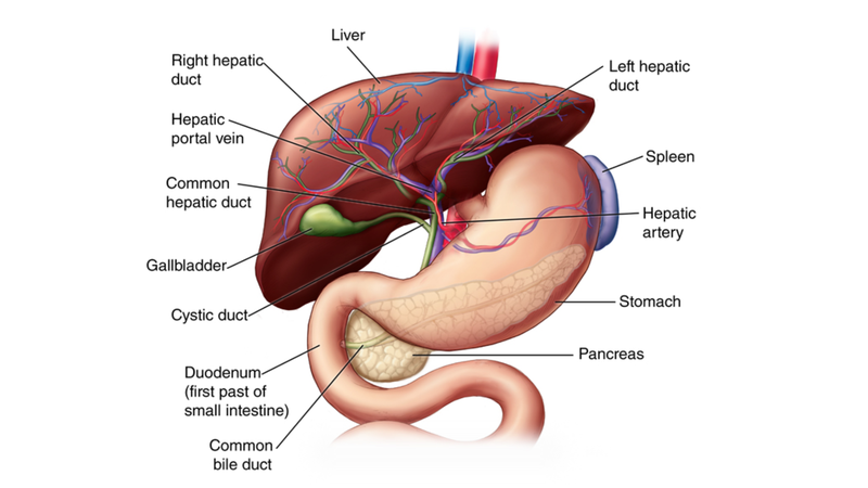 Giải phẫu gan và các bệnh lý về gan 1