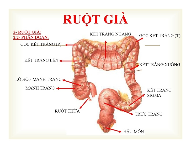 Giải phẫu hệ tiêu hó: Các bộ phận và chức năng 3