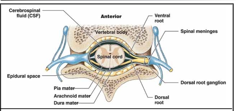 Giải phẫu khoang ngoài màng cứng và các ứng dụng lâm sàng 2