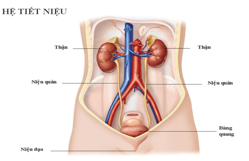Giải phẫu niệu quản: Vị trí, cấu tạo, chức năng và bệnh lý liên quan 1