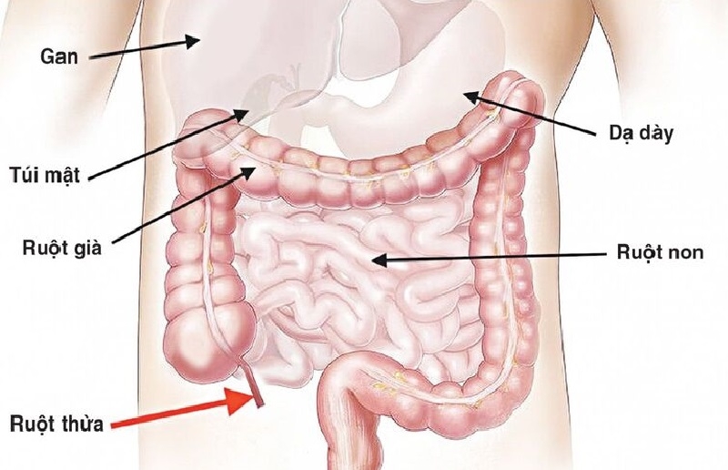Tổng hợp những thông tin cần biết về giải phẫu ổ bụng 2