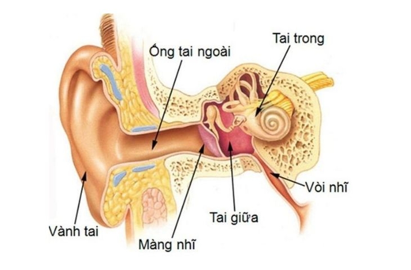 ù tai chảy máu tai: Nguyên nhân và cách xử trí