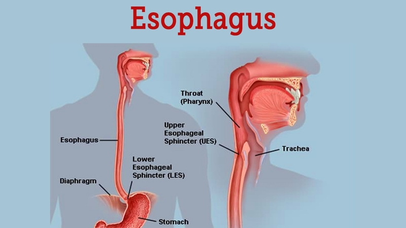 Giải phẫu thực quản: Tìm hiểu về chức năng của thực quản và các bệnh lý liên quan 2