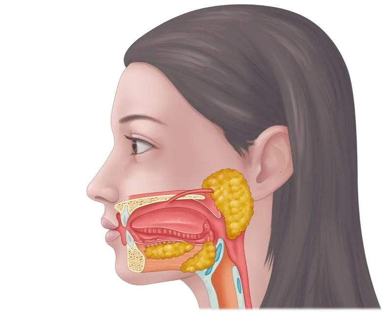 Giải phẫu tuyến mang tai: Cấu tạo, chức năng và các bệnh lý liên quan 1