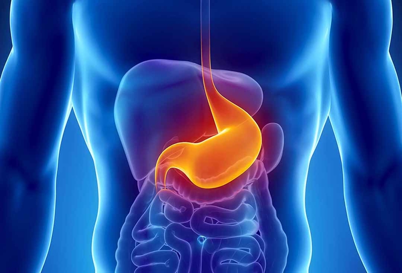 Dạ dày là một cơ quan nằm trong hệ tiêu hóa nối giữa thực quản và ruột non