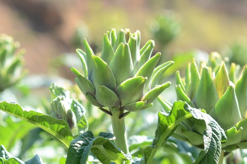 Giảm cholesterol bằng phương pháp tự nhiên, ngăn chặn bệnh tim mạch