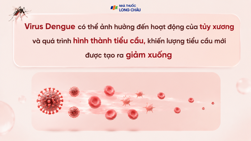 Bệnh sốt xuất huyết có thể gây ra nhiều biến chứng nguy hiểm trong đó có giảm tiểu cầu