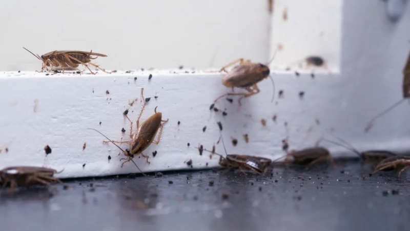 Gián Đức là gì? Đặc điểm và cách tiêu diệt gián Đức hiệu quả 1