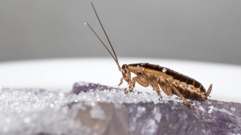 Gián Đức là gì? Đặc điểm và cách tiêu diệt gián Đức hiệu quả 2