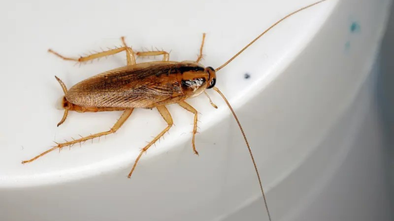 Gián Đức là gì? Đặc điểm và cách tiêu diệt gián Đức hiệu quả 4