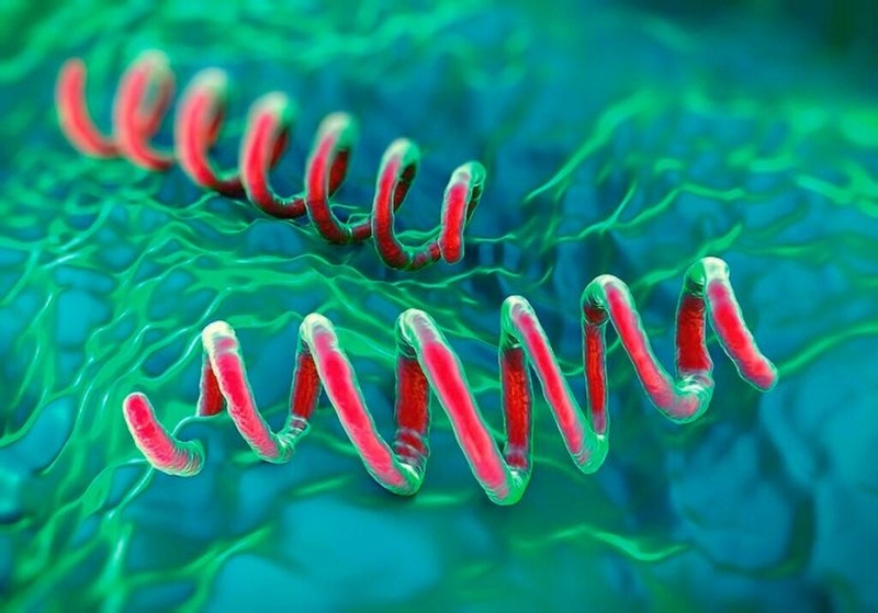 Giang mai dương vật: Triệu chứng, chẩn đoán, điều trị và các biện pháp phòng bệnh 1