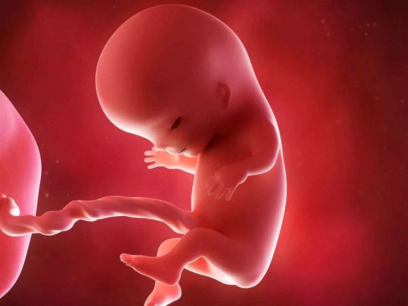 Giới tính thai nhi được hình thành như thế nào và thai 11 tuần biết trai hay gái chưa? 2