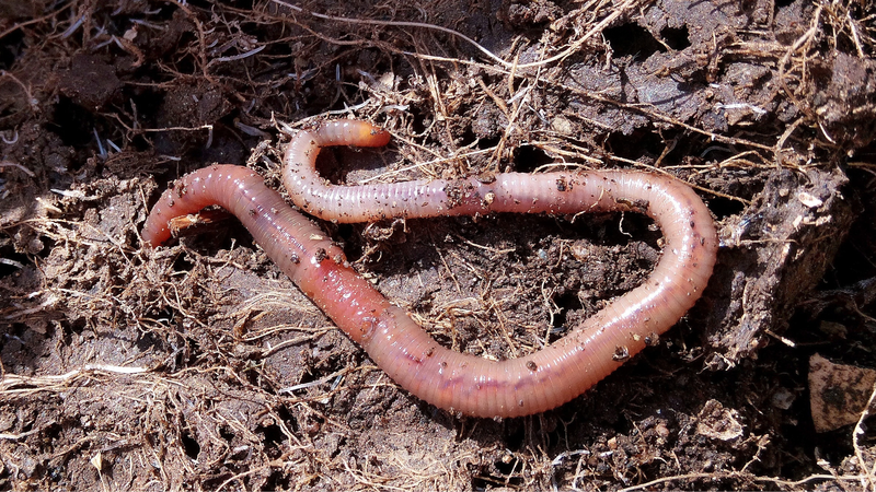Giun đốt mang lại lợi ích gì cho con người? 1