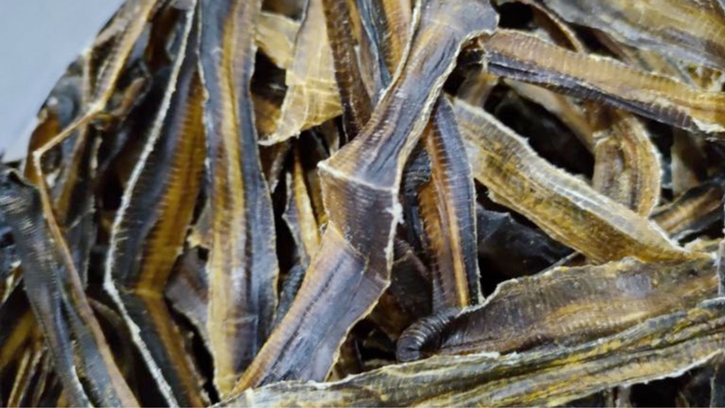 Giun đốt mang lại lợi ích gì cho con người? 3