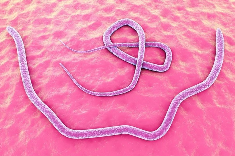 Giun đũa là một loại ký sinh trùng gây bệnh ở người