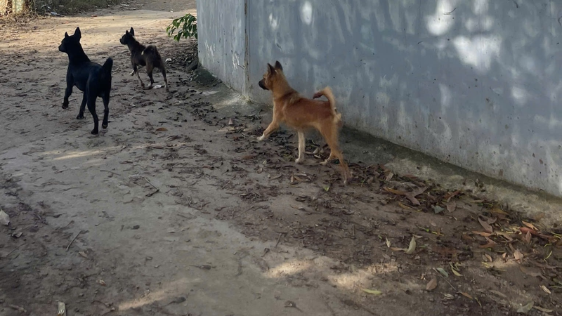 Vật nuôi thả rông có nguy cơ cao nhiễm ký sinh trùng