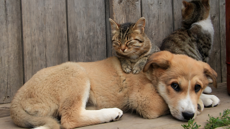 Người nuôi chó mèo cần tẩy giun định kỳ cho vật nuôi