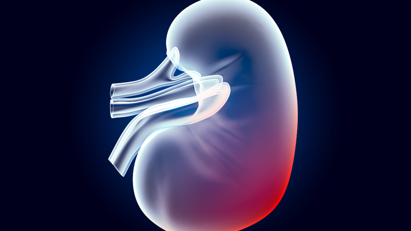 Giun thận khổng lồ là gì và có nguy hiểm không? 3