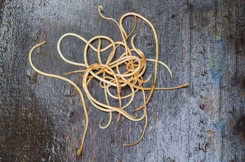 Điều trị sán chó trong bao lâu thì khỏi bệnh?-1