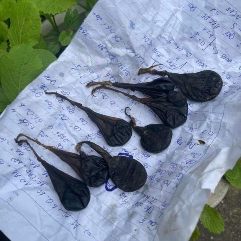 Góc giải đáp: Cách dùng mật kỳ đà chữa hen suyễn và co giật hiệu quả nhất 3