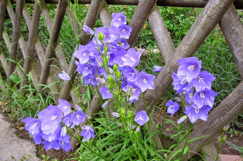 Góc giải đáp: Cát cánh có tác dụng gì?