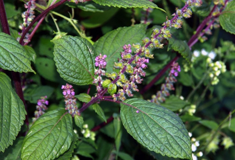 Góc giải đáp: Chữa ong đốt bằng tía tô có tốt hay không? 2