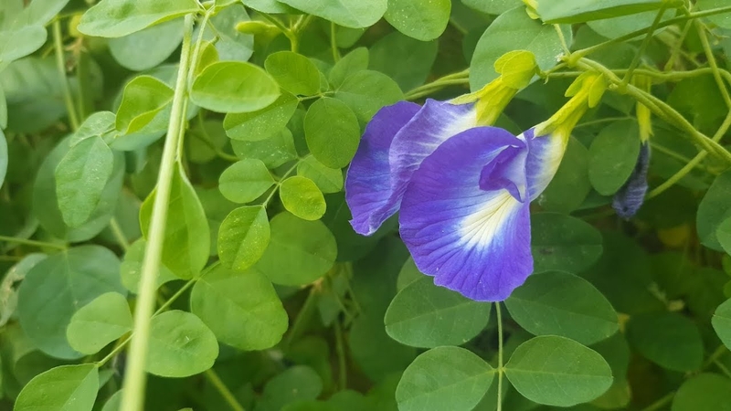 Góc giải đáp: Huyết áp thấp có nên uống hoa đậu biếc hay không?