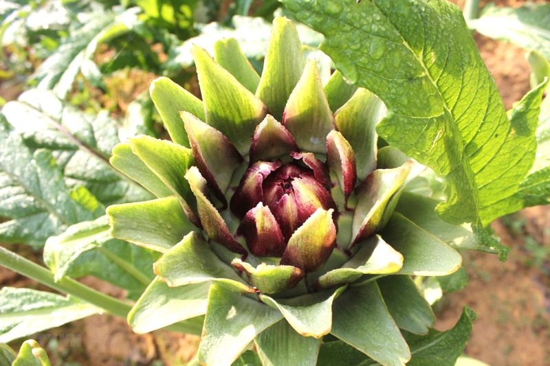 Góc giải đáp: Người bị cao huyết áp uống trà Atiso được không?