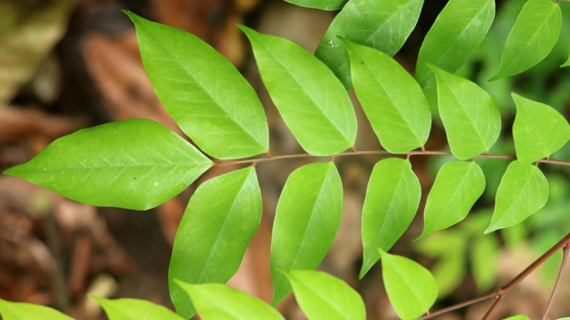 Góc giải đáp: Người bị thuỷ đậu tắm lá khế được không? 0