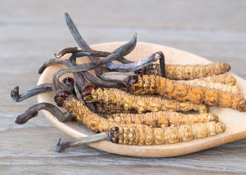 Góc giải đáp: Người huyết áp thấp có uống được đông trùng hạ thảo không? 1