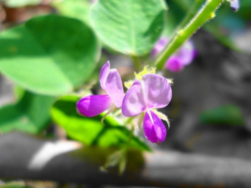 Phụ nữ có thai có uống được kim tiền thảo không? 1