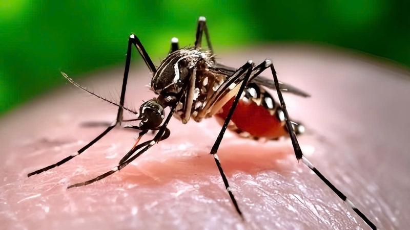 goc-giai-dap-sot-xuat-huyet-co-duoc-danh-gio-khong 1